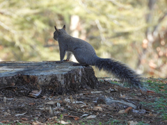 Sciurus griseus