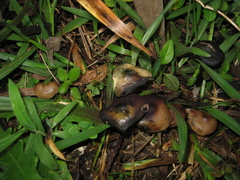 Psilocybe caerulescens