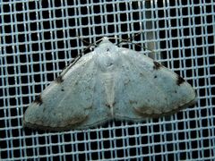 Lomographa bimaculata