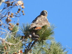Buteo jamaicensis