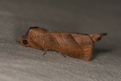 Marthula quadrata