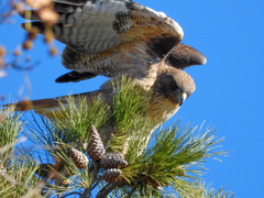 Buteo jamaicensis