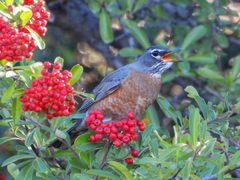 Turdus migratorius