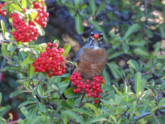 Turdus migratorius