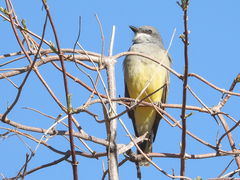 Tyrannus vociferans
