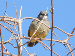 Tyrannus vociferans