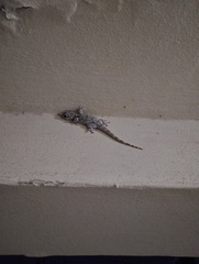 Tarentola mauritanica