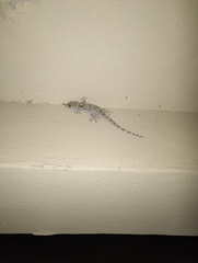 Tarentola mauritanica