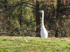 Ardea alba