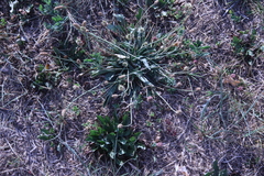 Plantago lanceolata