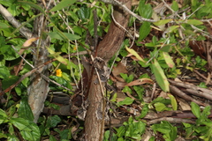 Juliflorae