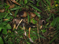 Psilocybe caerulescens