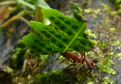 Acromyrmex octospinosus