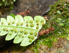 Acromyrmex octospinosus