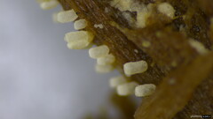 Henningsomyces candidus