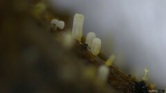 Henningsomyces candidus