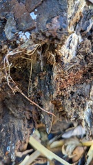 Henningsomyces candidus