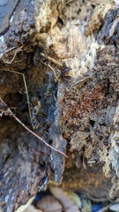 Henningsomyces candidus