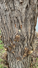 Cryptoporus volvatus