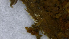 Henningsomyces candidus