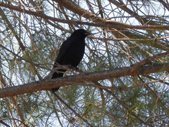 Corvus brachyrhynchos