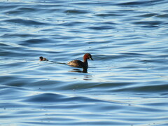Tachybaptus ruficollis capensis