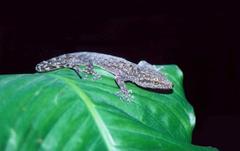 Phyllodactylus tuberculosus