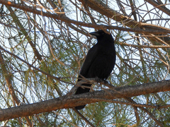 Corvus brachyrhynchos