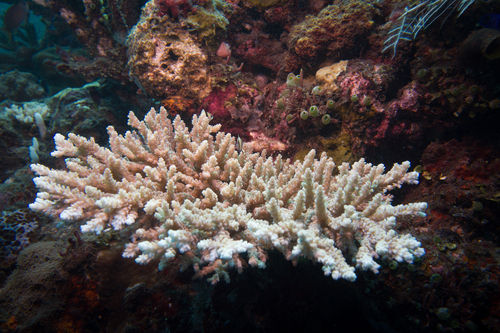Acropora selago observed 2019-10-02