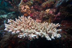 Acropora selago