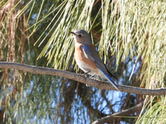 Sialia mexicana