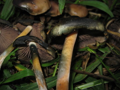 Psilocybe caerulescens