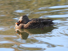 Anas platyrhynchos