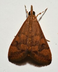 Pyraustinae