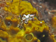 Sagaminopteron psychedelicum