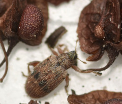 Orchestes steppensis