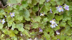 Cymbalaria muralis