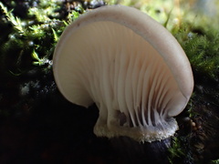 Omphalotus japonicus
