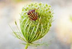 Graphosoma semipunctatum