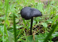 Entoloma corvinum
