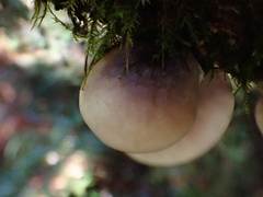 Omphalotus japonicus