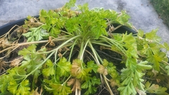 Petroselinum crispum