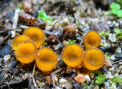 Sarcoscypha coccinea