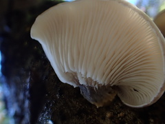 Omphalotus japonicus