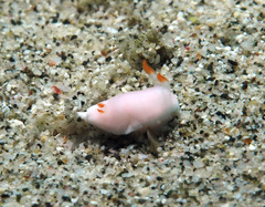 Verconia simplex