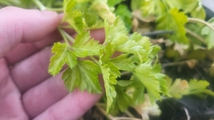 Petroselinum crispum