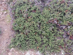 Arctostaphylos pacifica