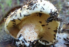 Suillus bellinii