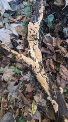 Steccherinum nitidum