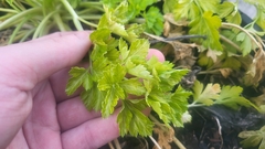 Petroselinum crispum
